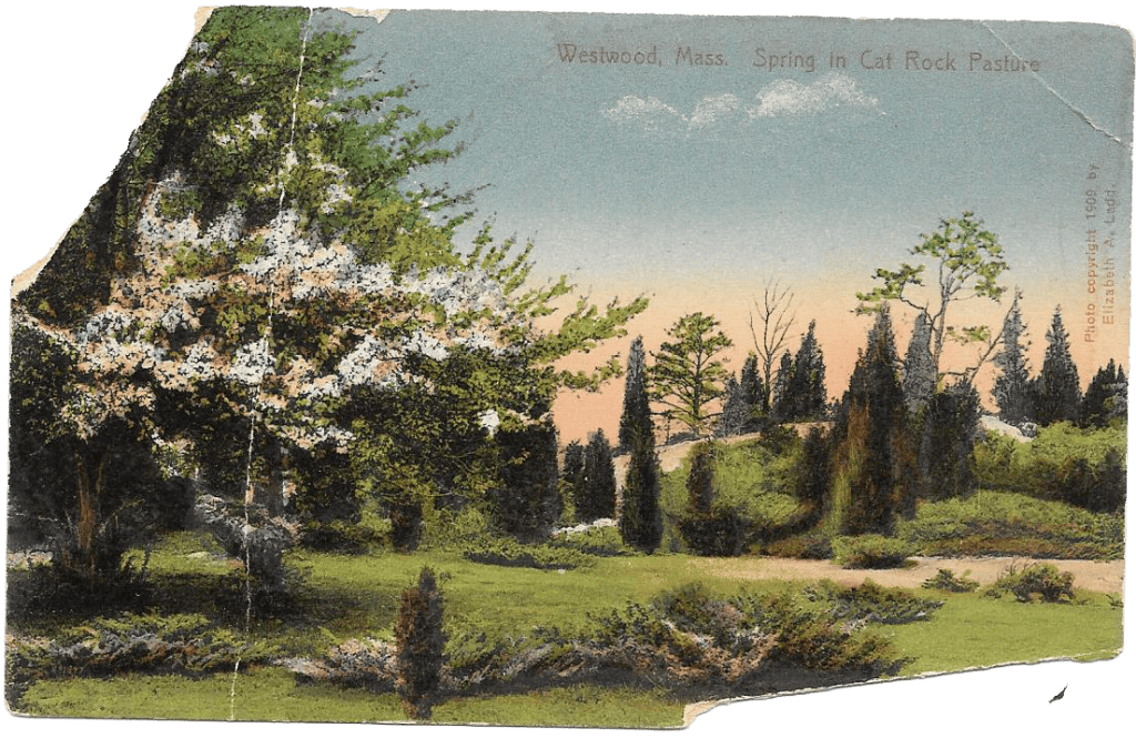 Illustrated landscape graphic.